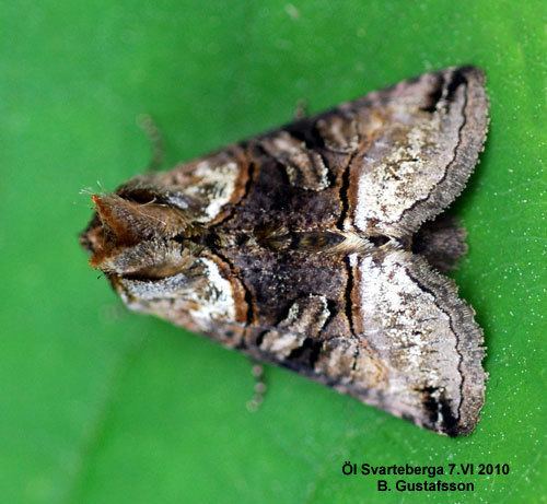 Abrostola tripartita Abrostola tripartita Insecta Lepidoptera Noctuidae