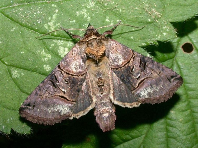 Abrostola tripartita lepinetfr Abrostola tripartita La Plusie de l39Ortie Abrostola