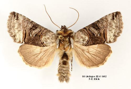 Abrostola tripartita Abrostola tripartita Insecta Lepidoptera Noctuidae