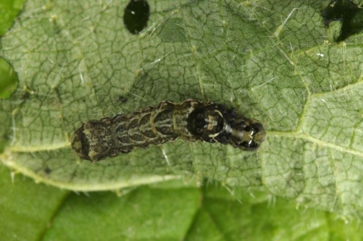 Abrostola triplasia European Lepidoptera and their ecology Abrostola triplasia