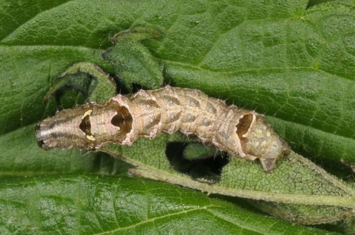 Abrostola triplasia European Lepidoptera and their ecology Abrostola triplasia