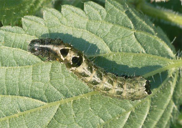 Abrostola triplasia European Lepidoptera and their ecology Abrostola triplasia