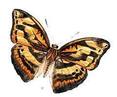 Abrota (butterfly) uploadwikimediaorgwikipediacommonsthumb666