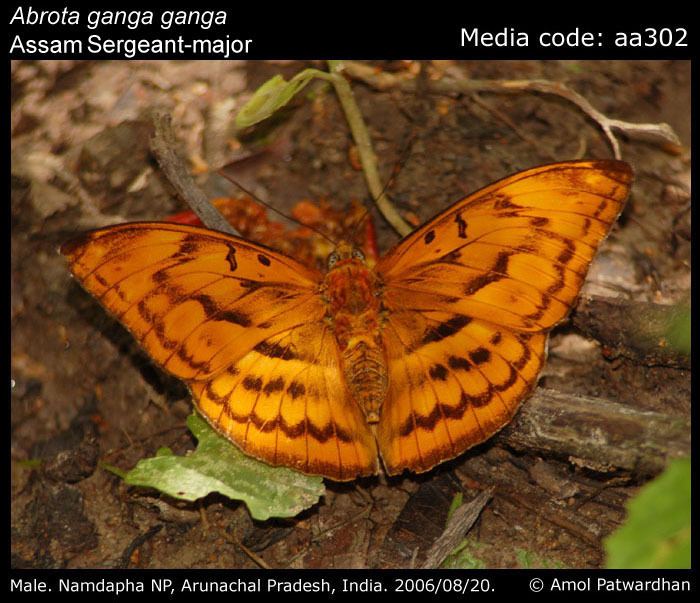 Abrota ganga Abrota ganga Sergeantmajor Butterflies of India