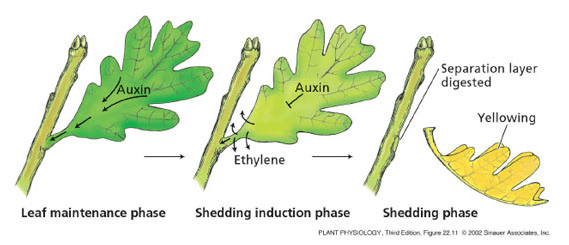 Abscisic acid Function Of Abscisic acid In Plant