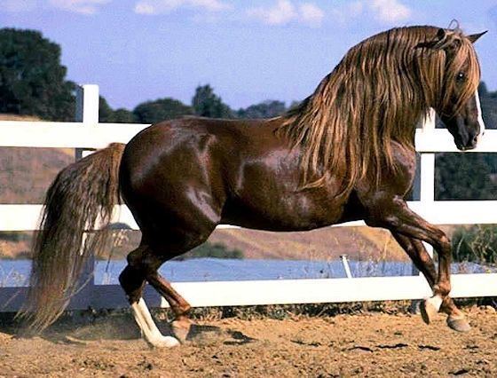 Abtenauer Abtenauer horse breed