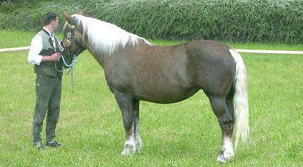 Abtenauer Abtenauer Horse Breed of The Week The Equinest