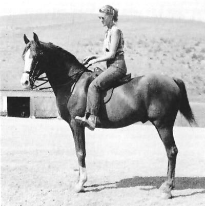 Abu Farwa Arabian Foundation Horse Abu Farwa