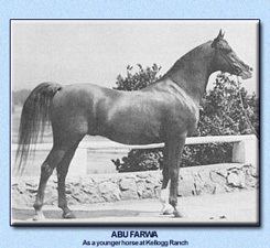 Abu Farwa Arieana Arabians Heritage Notebook A Abu Farwa