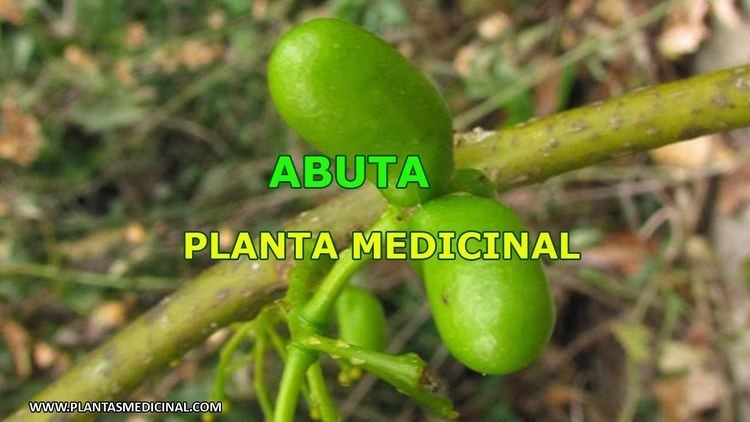 Abuta Abuta Planta Medicinal YouTube