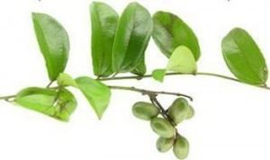 Abuta The Health Benefits of Abuta Herb Health Benefits