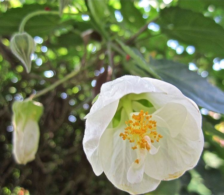 Abutilon × hybridum 1000 images about ABUTILONcommonly known as 3939Chinese Bell