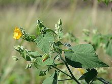 Abutilon grandifolium httpsuploadwikimediaorgwikipediacommonsthu
