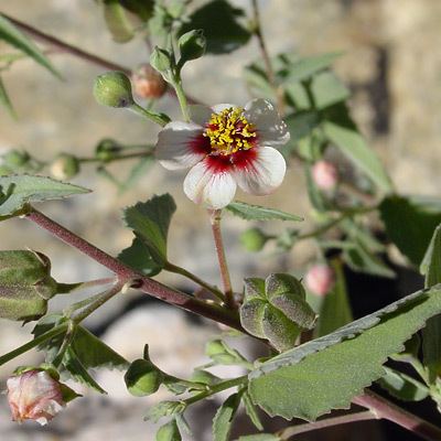 Abutilon incanum Abutilon incanum Pelotazo Hoary Abutilon Southeastern Arizona