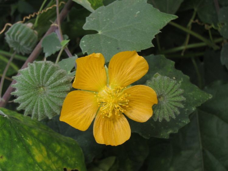 Abutilon indicum Consortium of Intermountain Herbaria Abutilon indicum