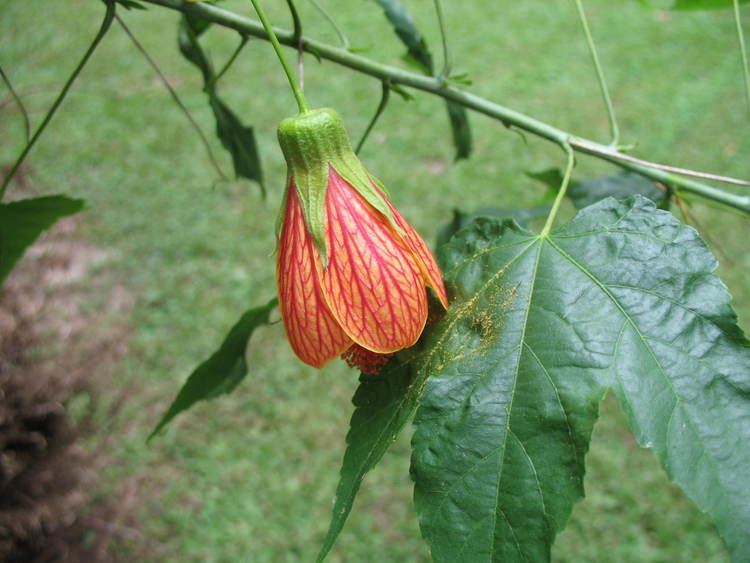Abutilon pictum Online Plant Guide Abutilon pictum Flowering Maple