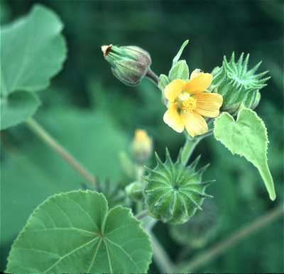 Abutilon theophrasti Online Virtual Flora of Wisconsin Abutilon theophrasti