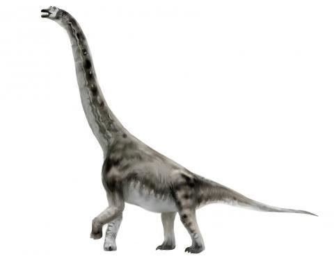 Abydosaurus httpsnhmuutahedusitesdefaultfilesstylesl