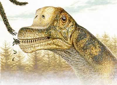 Abydosaurus Abydosaurus mcintoshi