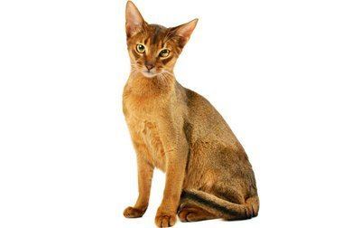 Abyssinian cat Abyssinian Cat Breed Information Pictures Characteristics amp Facts
