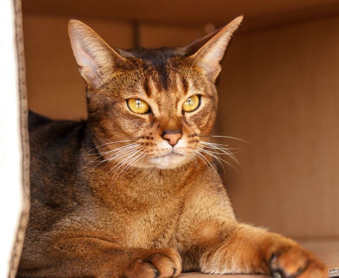 Abyssinian cat Abyssinian Cat Breed Information Pictures Characteristics amp Facts