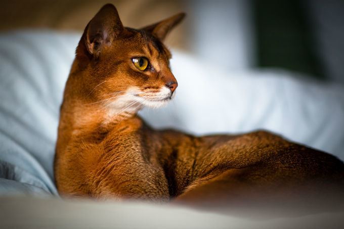 Abyssinian cat Abyssinian Cat Breed Information Pictures Characteristics amp Facts