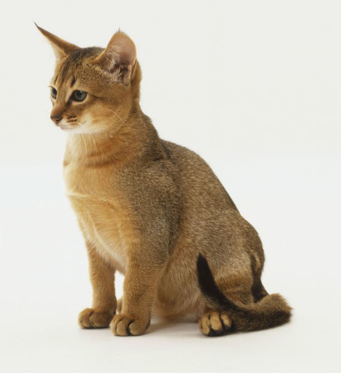 Abyssinian cat Abyssinian Cat Breed Information Pictures Characteristics amp Facts