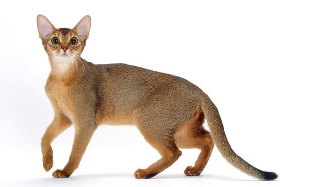 Abyssinian cat Abyssinian Cat Breed Information