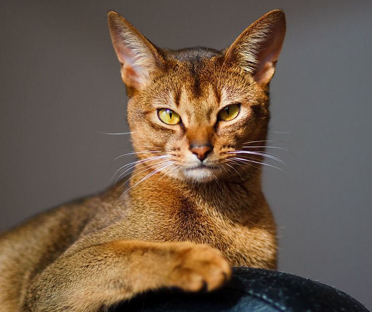 Abyssinian cat Abyssinian cat Cat Breeds Encyclopedia