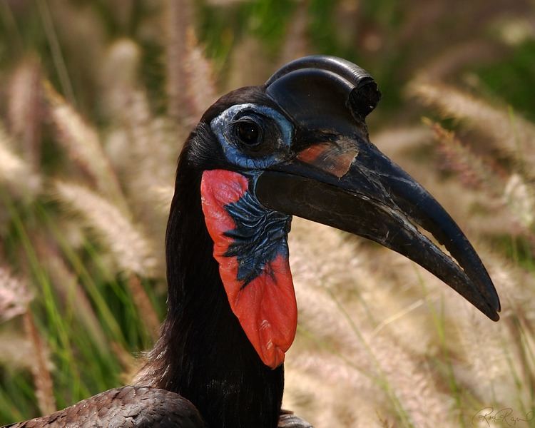 Abyssinian ground hornbill Facts about the Abyssinian GroundHornbill