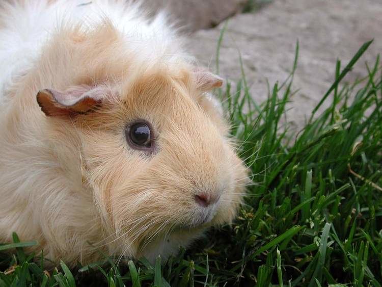 Abyssinian guinea pig httpswwwomletcoukimagescache1024768Guin