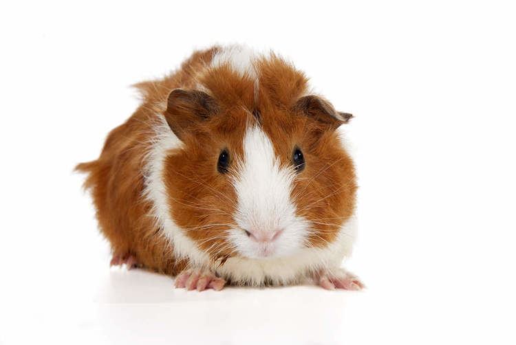 Abyssinian guinea pig Abyssinian For Sale Guinea Pigs Breed Information Omlet