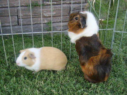 Abyssinian guinea pig All About Abyssinian Guinea Pigs PetHelpful
