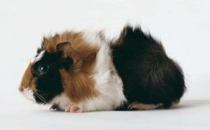 Abyssinian guinea pig Abyssinian Guinea Pig Guide For Owners GuineaPigOwnercom