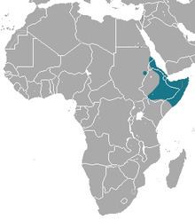 Abyssinian hare httpsuploadwikimediaorgwikipediacommonsthu