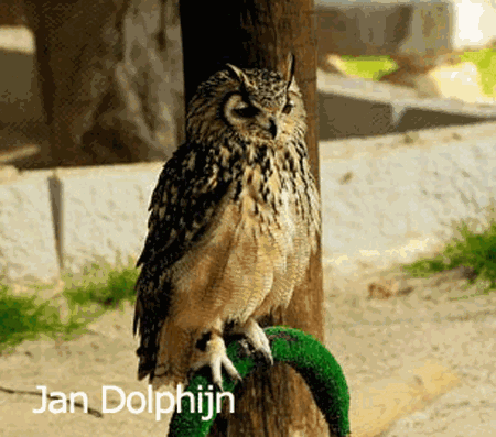 Abyssinian owl wwwplanetofbirdscomMasterSTRIGIFORMESStrigida