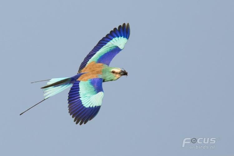 Abyssinian roller Abyssinian Roller Coracias abyssinicus videos photos and sound