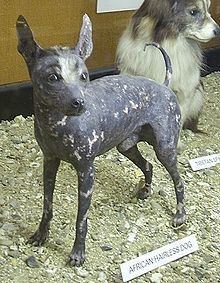 Abyssinian Sand Terrier httpsuploadwikimediaorgwikipediacommonsthu