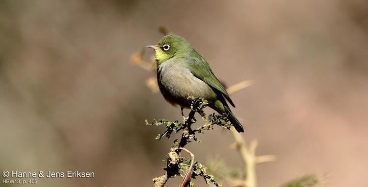 Abyssinian white-eye Abyssinian Whiteeye Zosterops abyssinicus videos photos and