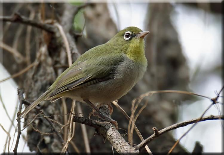 Abyssinian white-eye Abyssinian Whiteeye Zosterops abyssinicus videos photos and