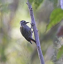 Abyssinian woodpecker httpsuploadwikimediaorgwikipediacommonsthu