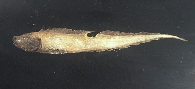 Abyssobrotula galatheae Fish Identification