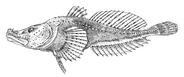 Abyssocottidae wwwfishbasedeimagesspeciesAbelom0gif