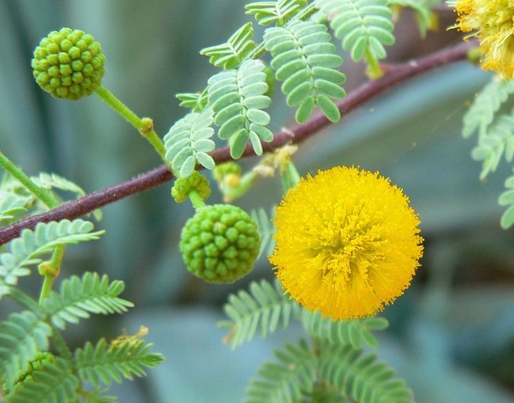 Acacia Vachellia constricta Wikipedia