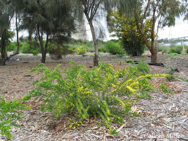 Acacia acinacea Medium Shrubs victorianflora