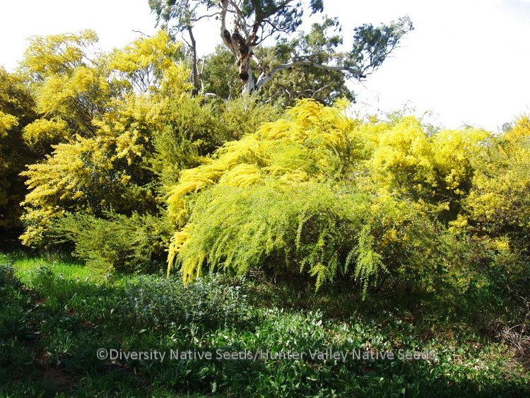 Acacia acinacea Acacia acinacea gold dust wattle Diversity Native Seeds