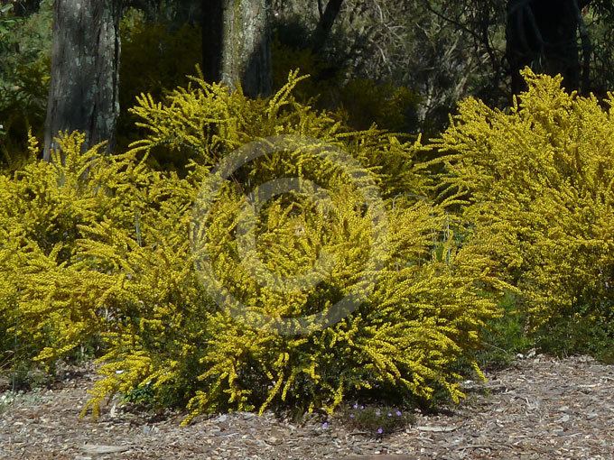 Acacia acinacea Acacia acinacea Ruby Tips Ruby Tips Gold Dust Wattle information