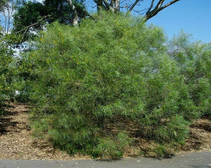 Acacia acuminata GardensOnline Acacia acuminata