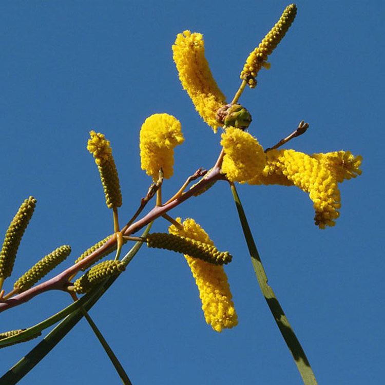 Acacia acuminata Australian Seed ACACIA acuminata narrow leaf