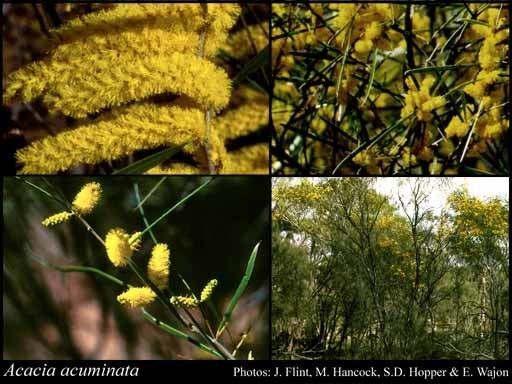 Acacia acuminata Acacia acuminata Benth FloraBase Flora of Western Australia